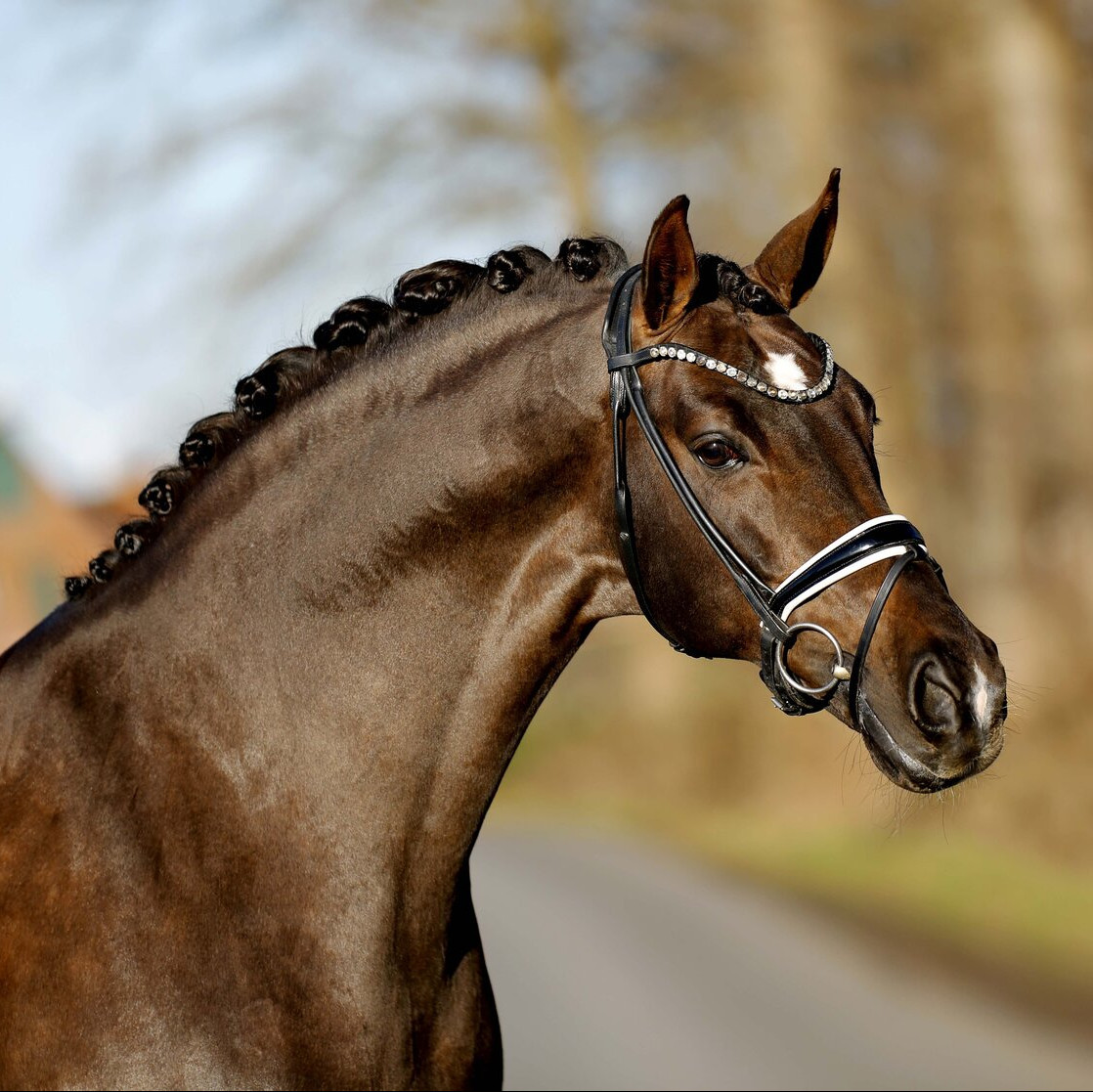 Be my Dancer NRW Image