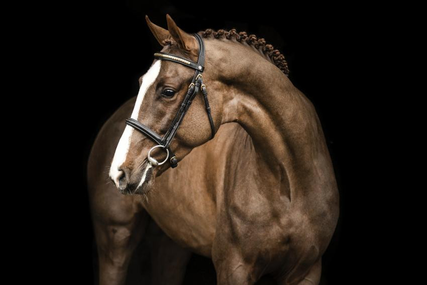 Cavalier Russe Z Image