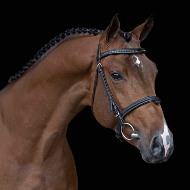 Night Life VDL Image