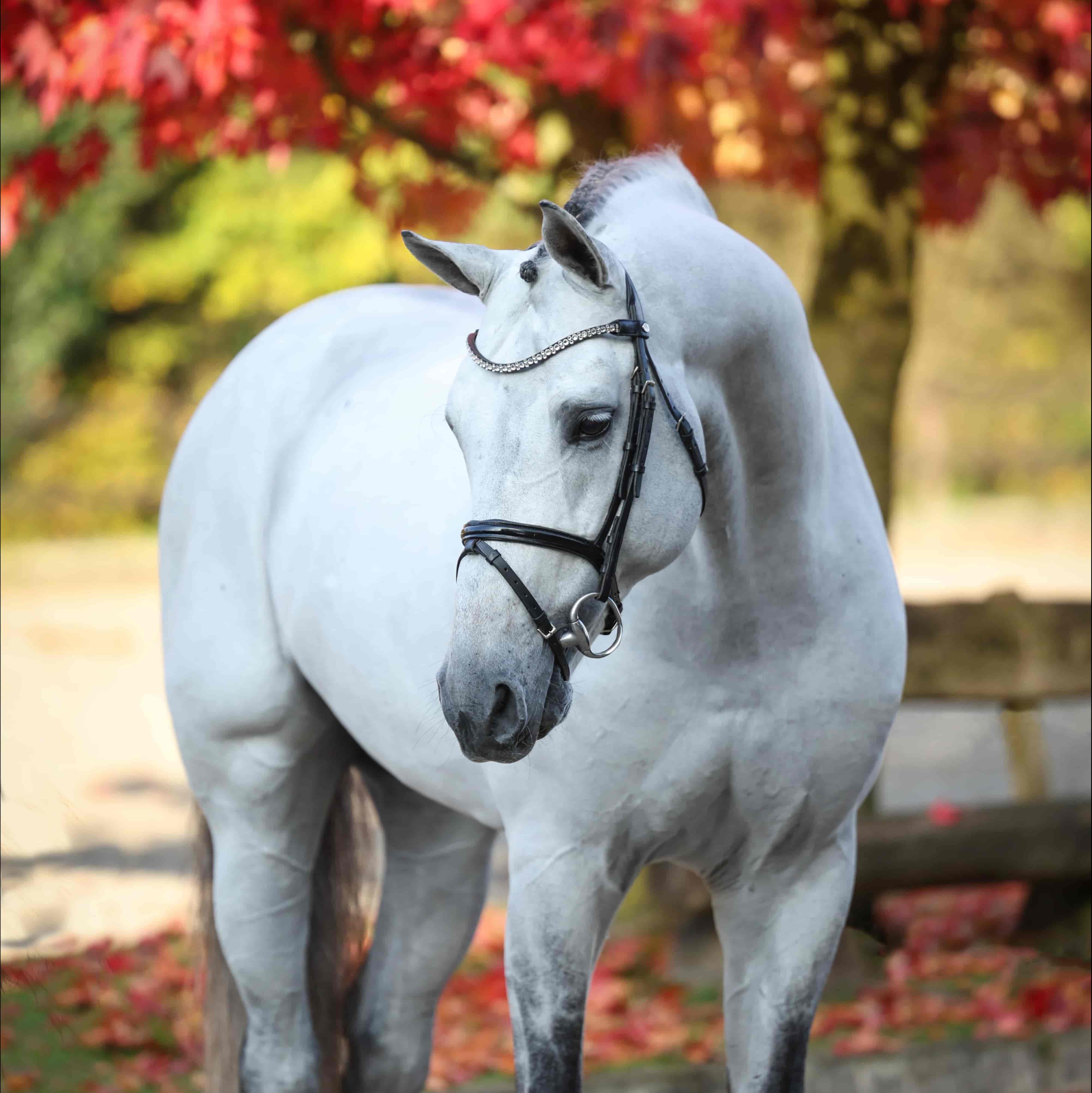 Charthago Blue Image